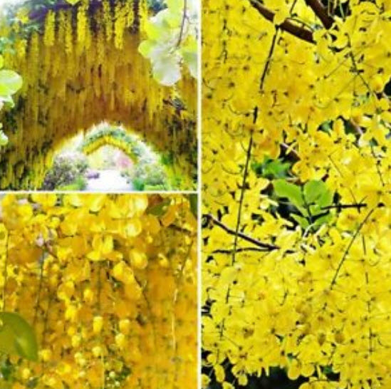 วิสทีเรียต้น (Wisteria tree) สีเหลืองทอง / 10 เม็ด (หายาก)