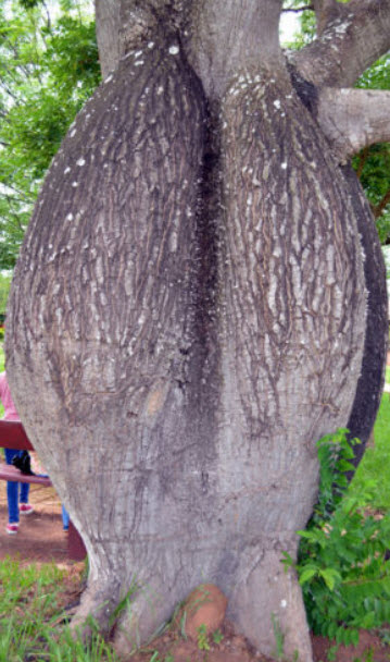 ต้นขวด (Bottle tree) / 10 เม็ด (Italy)*