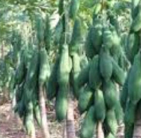 มะละกอแขกดำ เตี้ย ลูกใหญ่ / 100 เม็ด (ไทย)