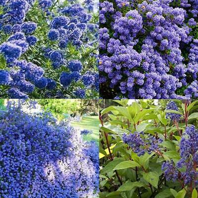 บลู เชียโนธัส (Blue Ceanothus) / 50 เม็ด (China)