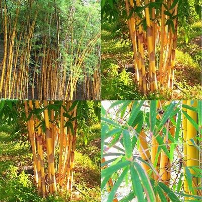 ไผ่โมโซ (Moso Bamboo) สีทอง / 20 เม็ด (นอก)