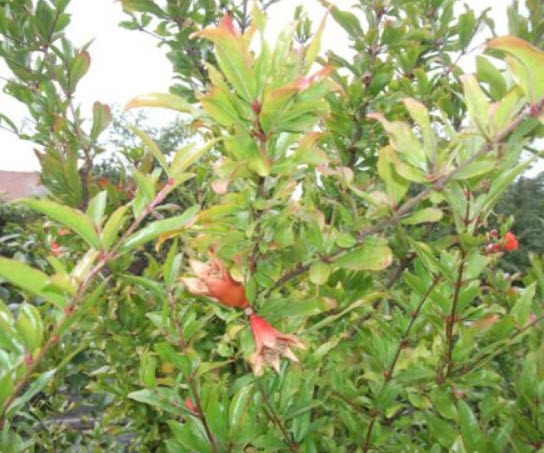 ทับทิมตุรกี ผลใหญ่ (Giant Turkey) / 10 เม็ด (UK)