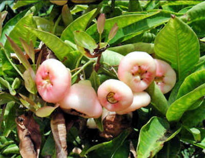 ต้นชมพู่พลาสติก สีแดง สูง 35-50 ซ.ม.