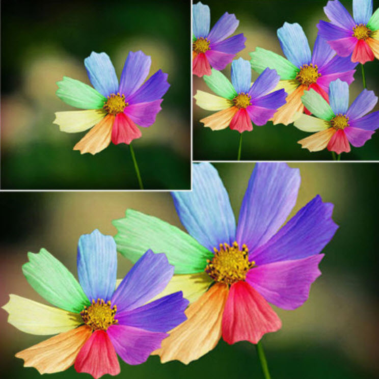 เบญจมาศ แฟนซี / 300 เม็ด