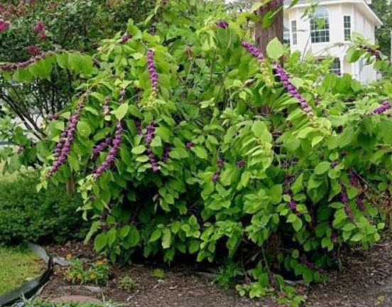 บิวตี้เบอรี่ (Beautyberry) สีม่วง / 25 เม็ด (Hungary)