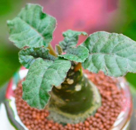 มะพร้าวทะเลทราย (Dorstenia Crispa) / 25 เม็ด (Vietnam)