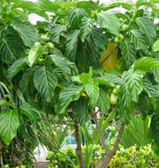 ยอบ้าน (Great Morinda) / 20 เม็ด (ไทย)