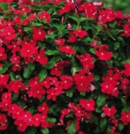 แพงพวย (Madagascar periwinkle) สีแดงเข้ม / 10 เม็ด (Lithuania)