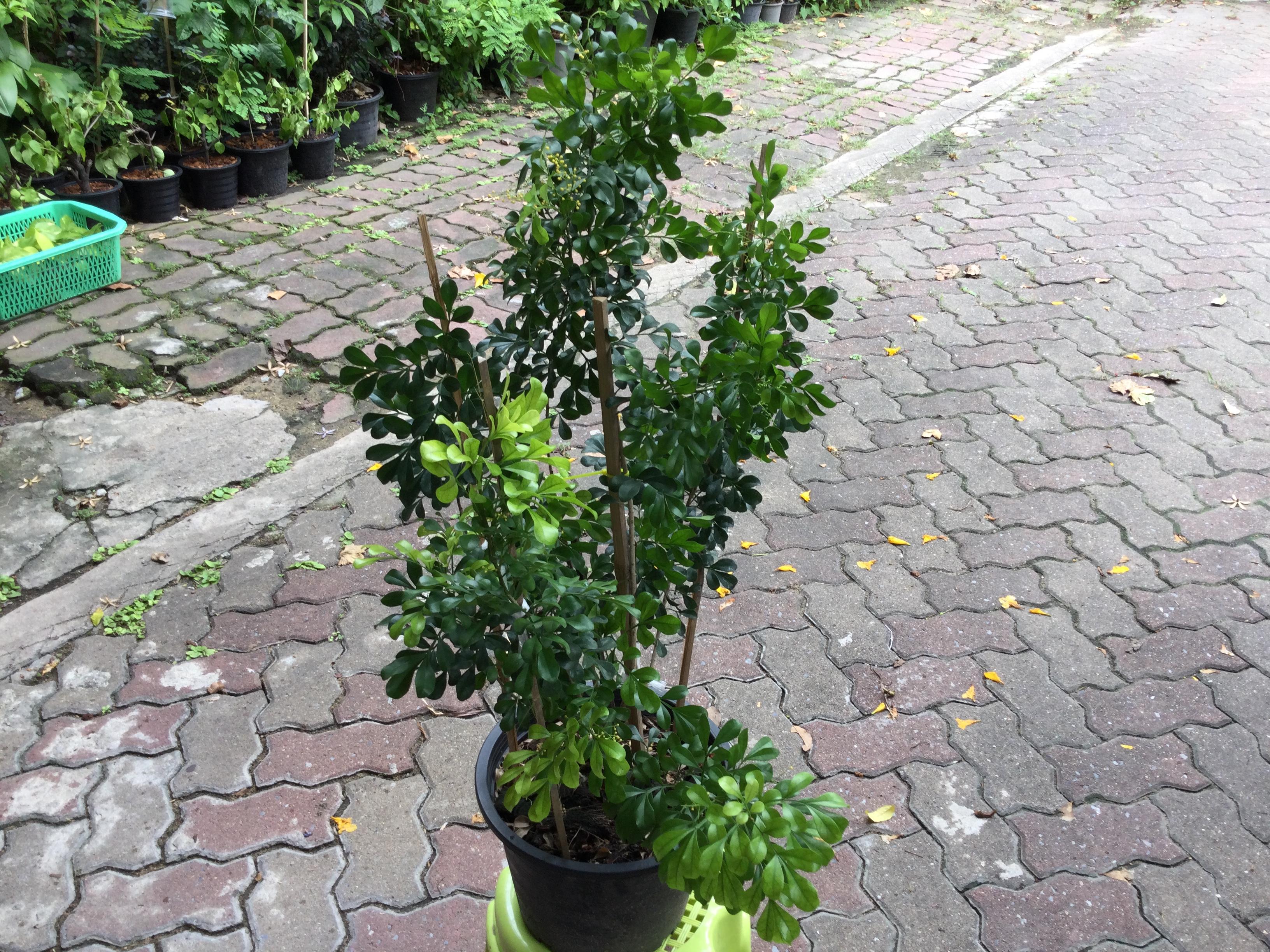 ต้นประยงค์ไต้หวัน สูง 80 - 100 ซ.ม.