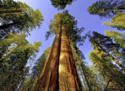 สนยักษ์ซีคัวญ่า (Sequoiadendron Giganteum) / 10 เม็ด (USA)