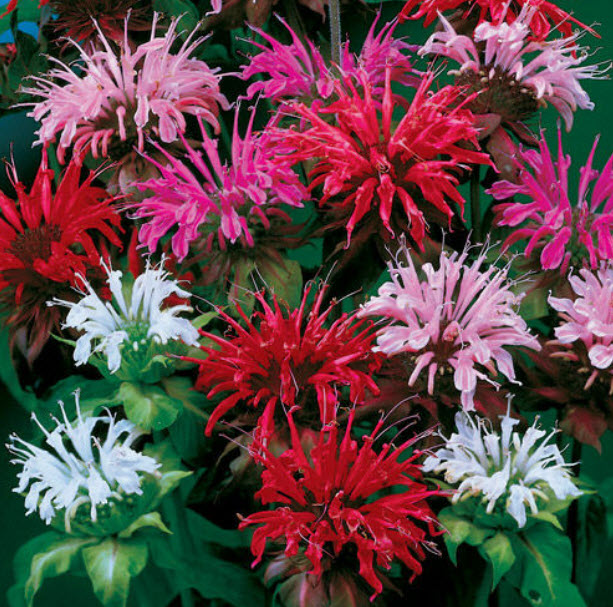 เบอกาม็อท (Bergamot) คละ / 40 เม็ด (UK)
