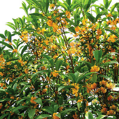 วอลฟลาวเวอร์ - ไซบีเรียน (Wallflower - Siberian) / ซอง 50 เม็ด (A123)