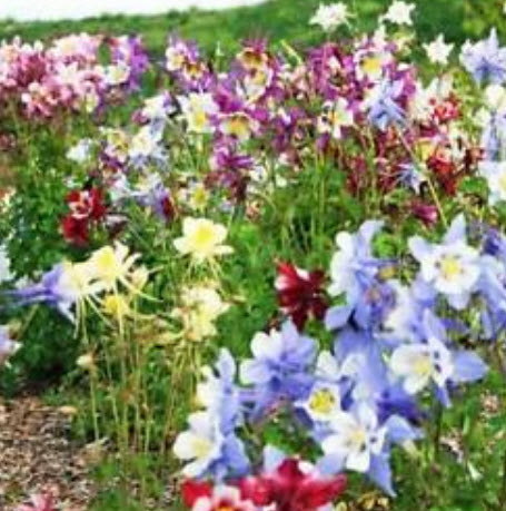 โคลัมบายน์ (Columbine - Mrs Scott Elliott) คละ / 450 เม็ด (UK)