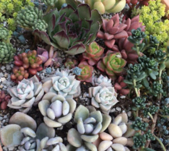 พืชอวบน้ำ (Succulents) รวมมิตร / 400 เม็ด