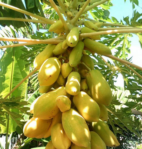 มะละกอเหลืองทอง ก้านเหลือง / 10 เม็ด (ไทย)