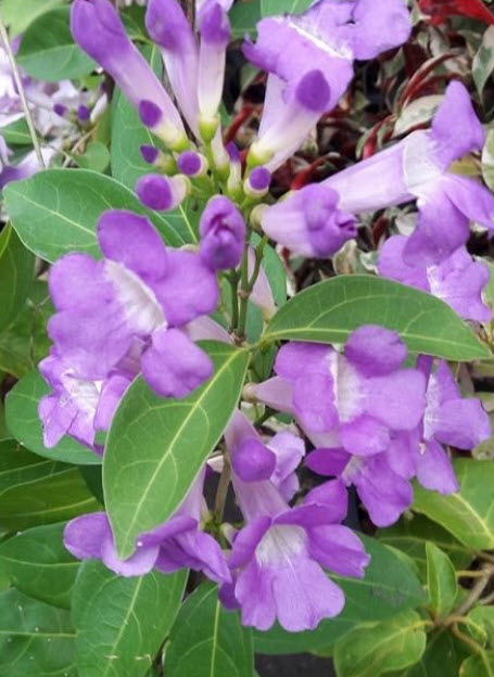 ต้นกระเทียมเถา (Garlic Vine) กระถาง สูง 30-40 ซ.ม. / ต้น (P2S)