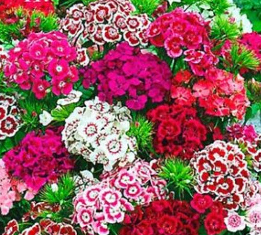 สวีทวิลเลี่ยม หรือผีเสื้อช่อ (Sweet William) กลีบซ้อน คละ / 1,000 เม็ด (UK)