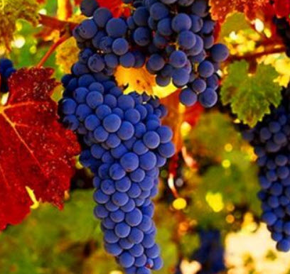 องุ่นอามูร์ (Amur grape) บอนไซ / 10 เม็ด (UK)