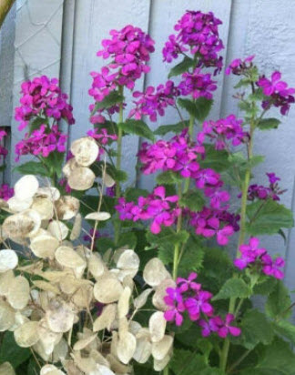 มันนี่ แพล้นท์ (Money Plant) / ซิลเวอร์ ดอลล่าร์ (Silver Dollar) / 50 เม็ด (USA)