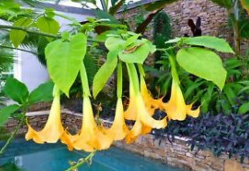 แตรนางฟ้า (Angel's trumpet) คละ / 6 เม็ด (UK)