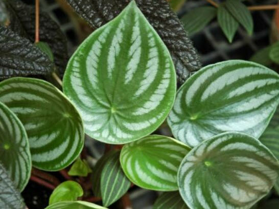 เปปเปอร์โรเมีย ใบแหลม (Watermelon Peperomia) / 50 เม็ด (China)