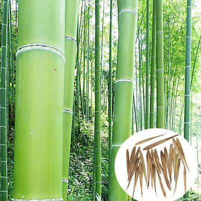 ไผ่โมโซ (Moso bamboo) / 50 เม็ด (นอก)