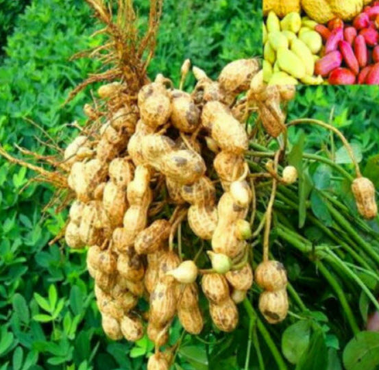 ถั่วลิสง (Groundnut Peanut) คละ / 10 เม็ด (นอก)