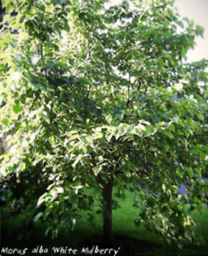 หม่อนขาว (Morus Alba Mulberry) / 50 เม็ด (UK)