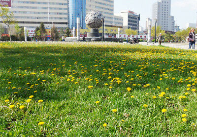 ดอกไม้ป่า (wildflowers) ต้นเตี้ย สูง 10-30 ซ.ม. / ซอง 200 เม็ด (K004)