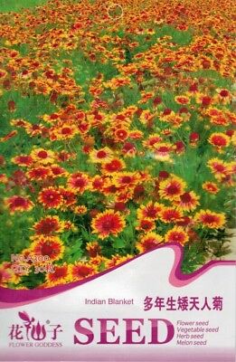 เดือนฉาย หรือ เกลลาเดียร์ (Indian Blanket) / ซอง 30 เม็ด (A300)