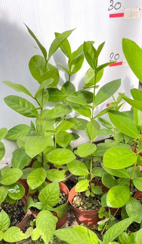 ต้นฝรั่งสตอเบอรี่เหลือง ต้นเพาะเมล็ด สูง 15-35 ซ.ม.