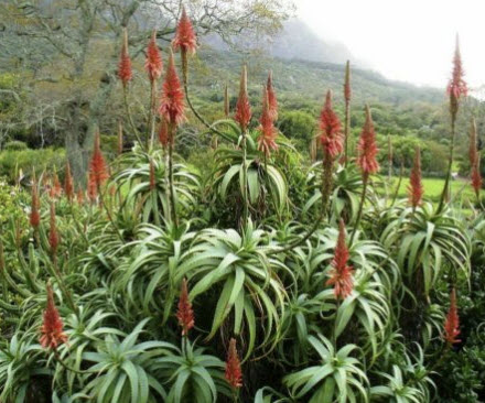 ว่านหางจระเข้ Krantz / 10 เม็ด (Portugal)