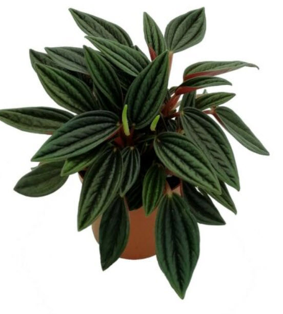 เปปเปอร์โรเมีย ใบแหลม (Watermelon Peperomia) / 50 เม็ด (China)