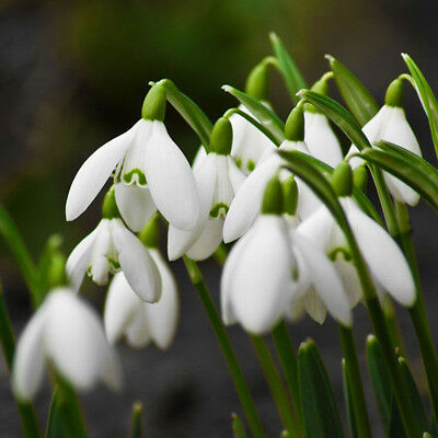 หยาดหิมะ หรือกาแลนธัส (Snowdrop / Galanthus) / 200 เม็ด