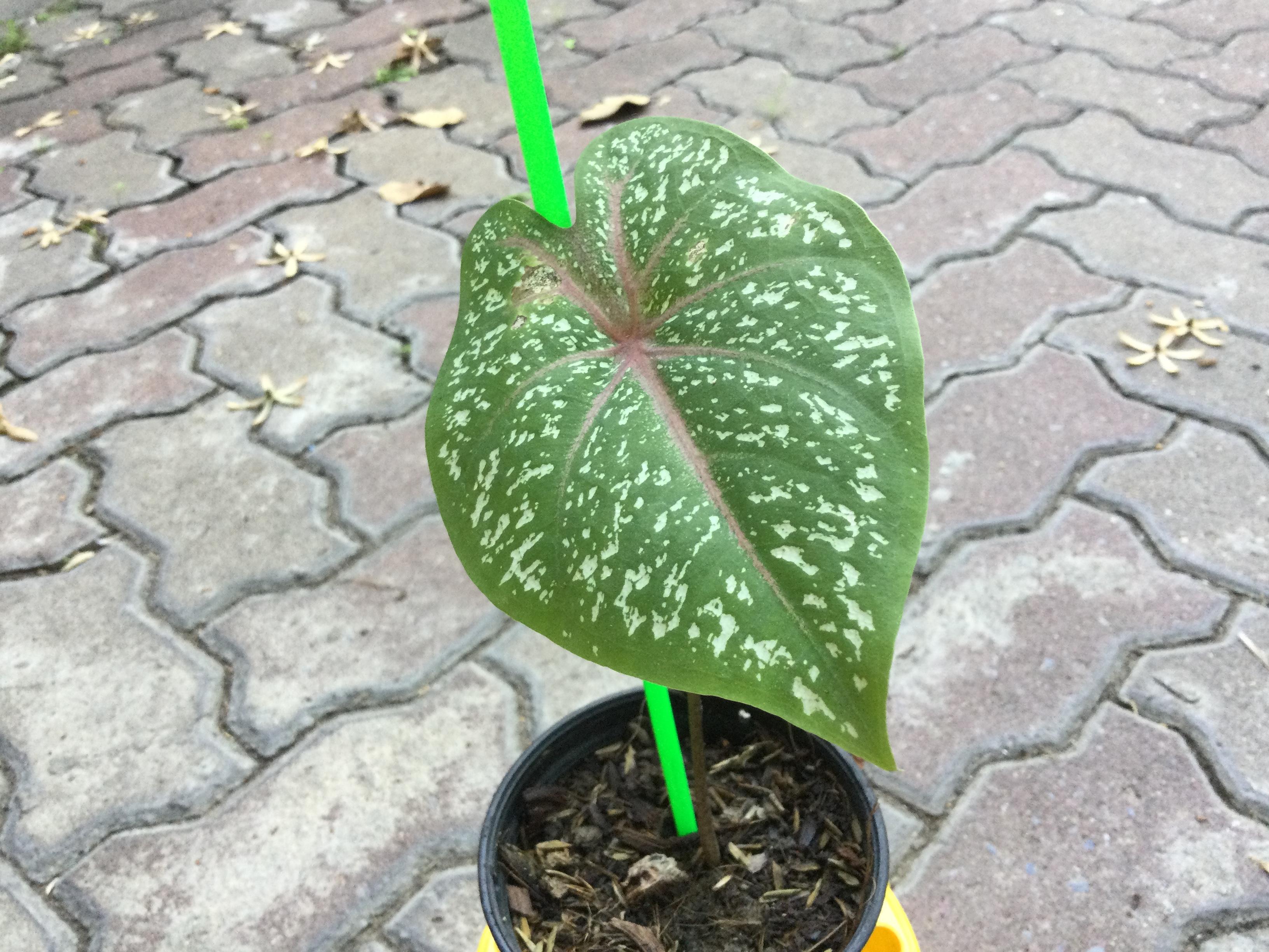 ต้นบอนสี นกศรีอุษา กระถาง 4 นิ้ว