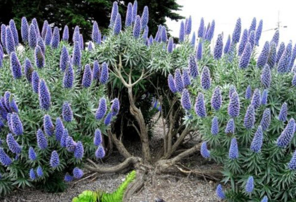 เอเชี่ยม แคนดิแกนส์ (Echium candicans / fastuosum) สีฟ้า / 10 เม็ด (France)