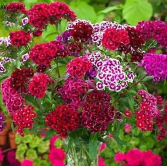 ผีเสื้ออเมริกา (America Dianthus) คละ / 100 เม็ด