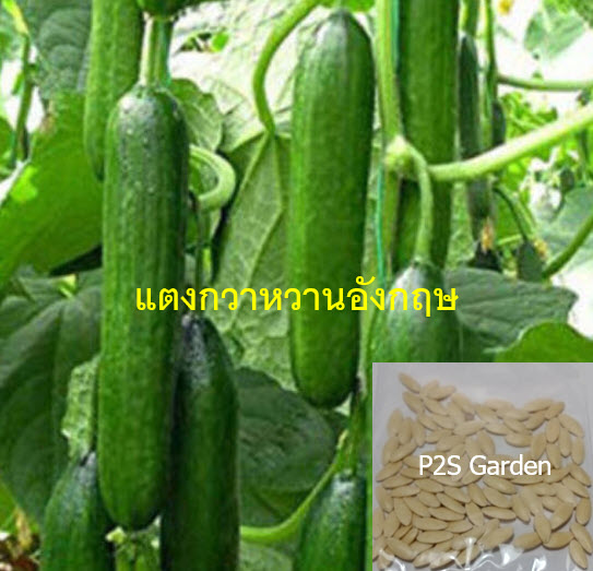 แตงกวาหวานอังกฤษ เบ็ธ แอลฟ่า (Cucumber - Beth Alpha) / 45 เม็ด (UK)