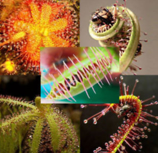 พืชกินแมลง (Carnivorous Plants) รวมมิตร / 40 เม็ด