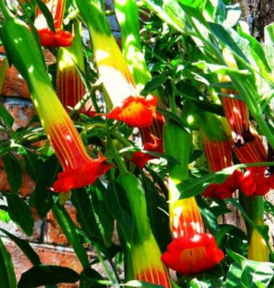 ลำโพง (Brugmansia Sanguinea) สีแดง / 10 เม็ด (Portugal)