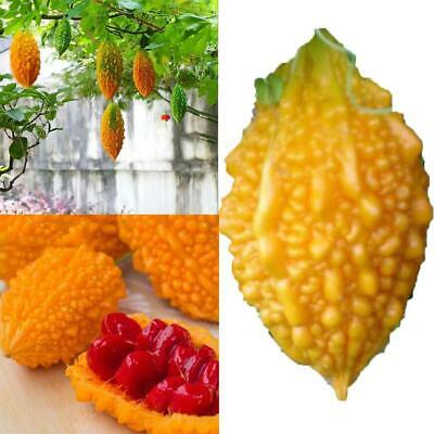 มะระหวาน (Sweet Balsam pear) / 10 เม็ด