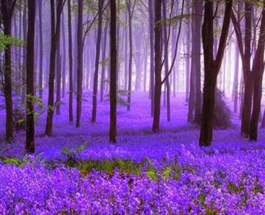 ลาเวนเดอร์ (Lavender) / 300 เม็ด (UK)