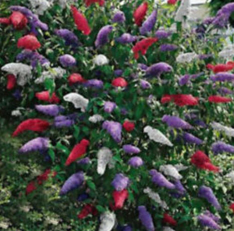 ราชาวดี (Buddleja) คละ / 100 เม็ด (นอก)