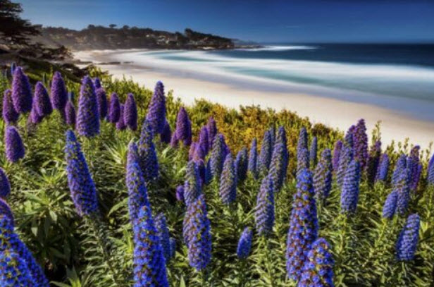 เอเชี่ยม แคนดิแกนส์ (Echium candicans / fastuosum) สีฟ้า / 10 เม็ด (France)