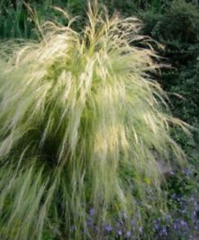 หญ้าขนเม็กซิกัน (Mexican Feather Grass) / ซอง 200 เม็ด (Poland)