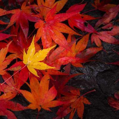 เมเปิ้ล Sugar Maple Syrup หรือ Rock Maple เหลือง / 25 เม็ด