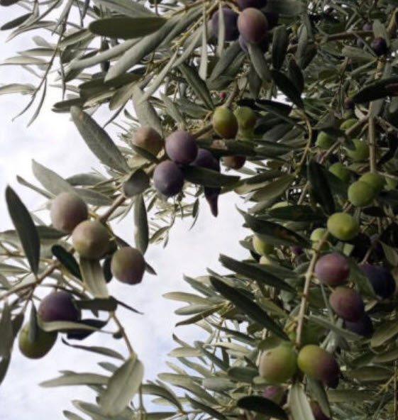 ต้นมะกอกโอลีฟ (Olive - kalamata) สูง 70-90 ซ.ม. (Greece)