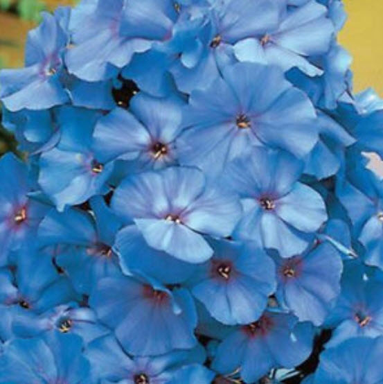 ฟลอกซ์ (Phlox) สีฟ้า / 50 เม็ด (China)