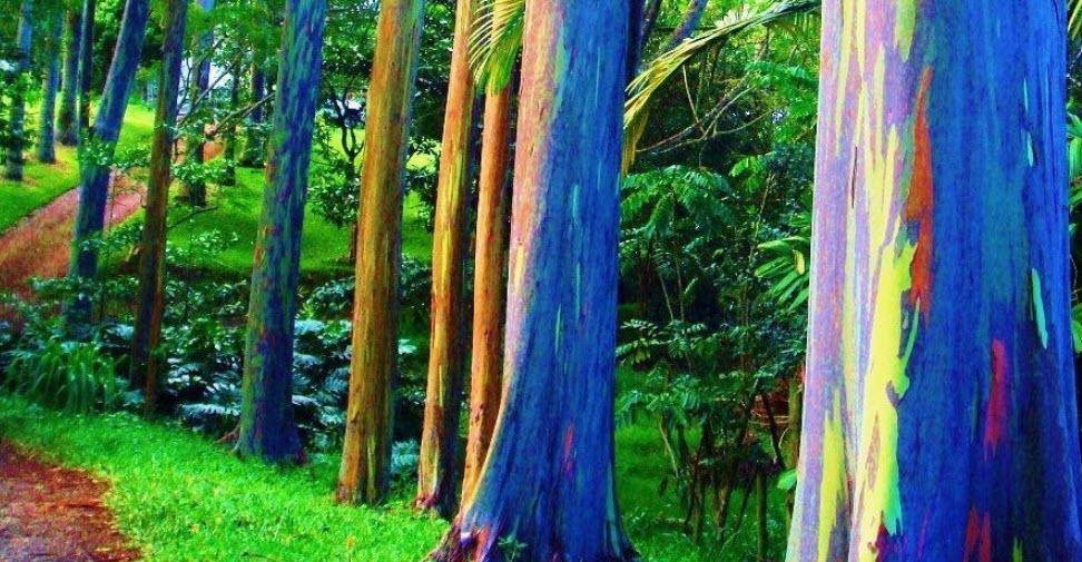 ต้นยูคาลิปตัสสีรุ้ง ยูคาสีรุ้ง สูง 70-100 ซ.ม. เพาะเมล็ดนำเข้า