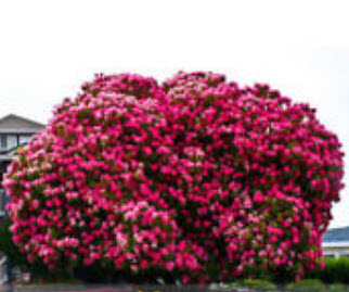 ซากูระ (Cherry Blossom - Sakura) สีชมพูเข้ม / 10 เม็ด
